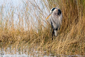 Great Blue Heron Scowling, St. Marks National Wildlife Refuge, Amongst the Grass