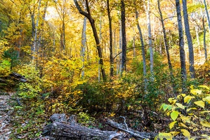 Vogel State Park, Bear Hair Gap Trail, Fall Color