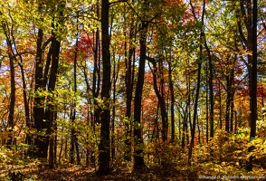 Vogel Overlook, Bear Hair Gap Trail, Fall Color