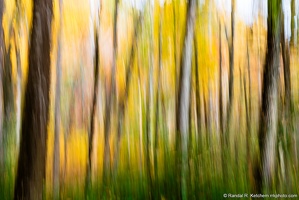 Fall Color Abstract, DeSoto Falls Recreation Area