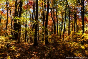 Vogel Overlook Patch, Bear Hair Gap Trail, Fall Color