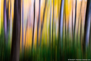 Fall Color Abstract, DeSoto Falls Recreation Area, Straight Trees