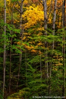 Fall Color Amongst the Trees, DeSoto Falls Recreation Area